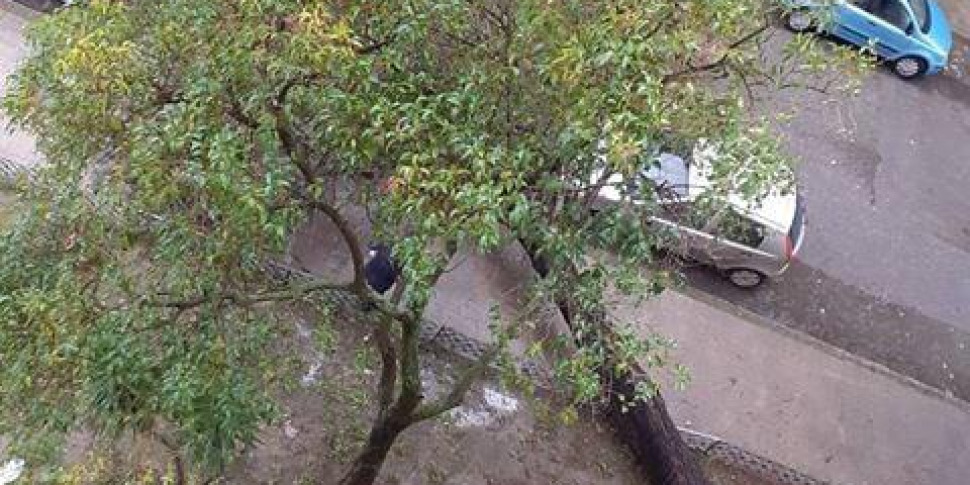 Maltempo A Cosenza Vento A Chilometri All Ora Alberi Caduti E