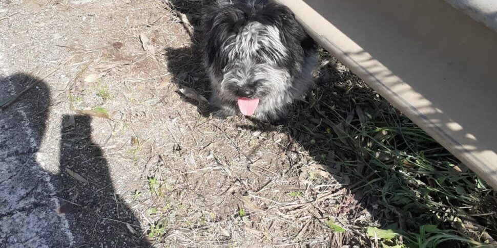 Lamezia Cagnolina Legata Al Guard Rail E Abbandonata Sulla SS 280