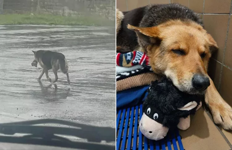 Nikki Vagava Con Un Peluche In Bocca Sotto La Pioggia La Storia A