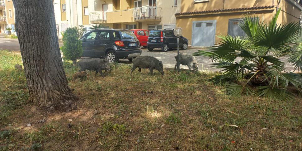 Cinghiali Tra Le Case A Soverato Intervengono I Carabinieri Forestali