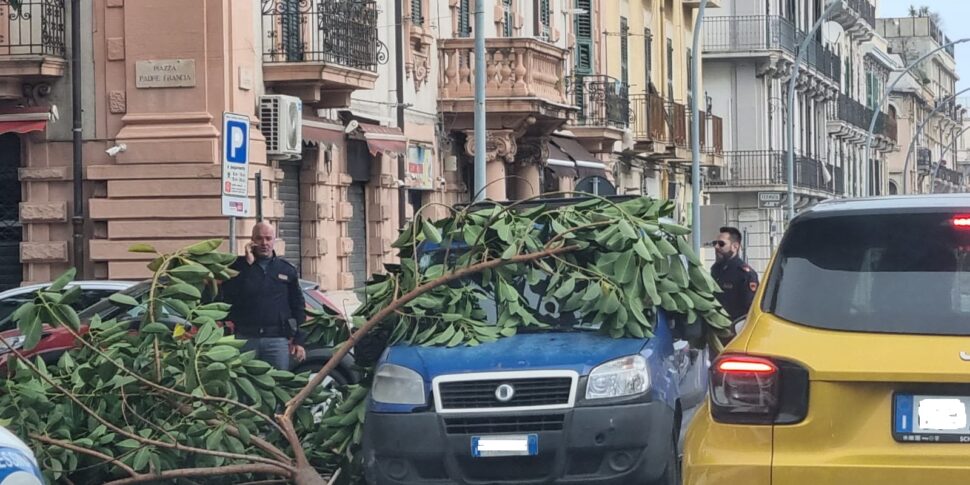 Paura A Messina Per Il Forte Vento Ramo Di Un Albero Cade Su Un