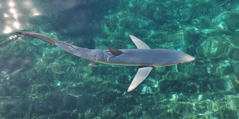 Scilla Verdesca Avvistata Nel Porto Di Scilla Con Una Lenza E Un Amo