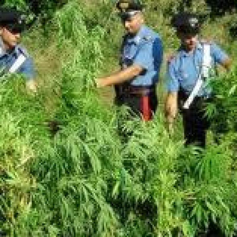 Scoperta piantagione marijuana