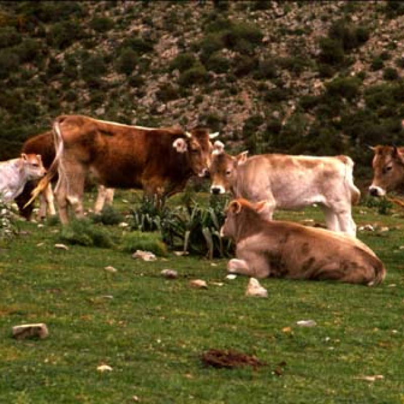 Ladri di bestiame in trasferta nel Vibonese, 4 denunce