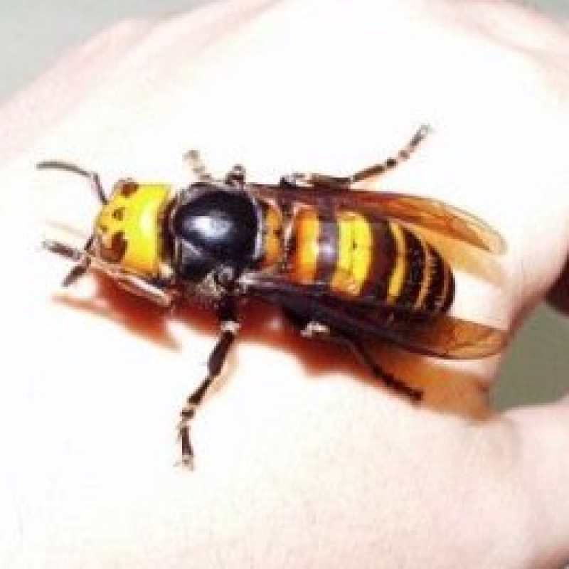 Agricoltore punto da cento vespe