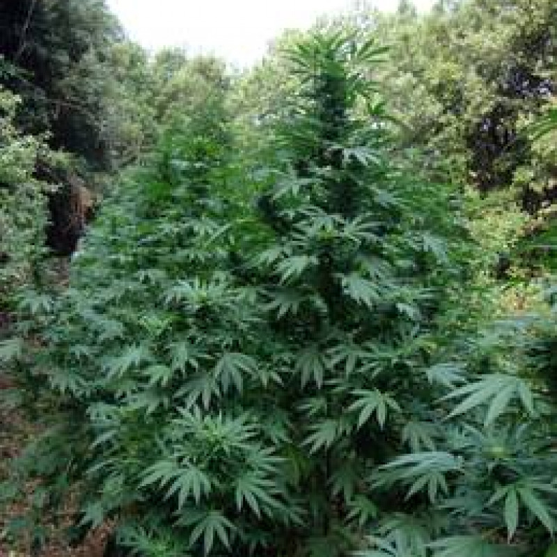 Trovata dai Cc piantagione di marijuana
