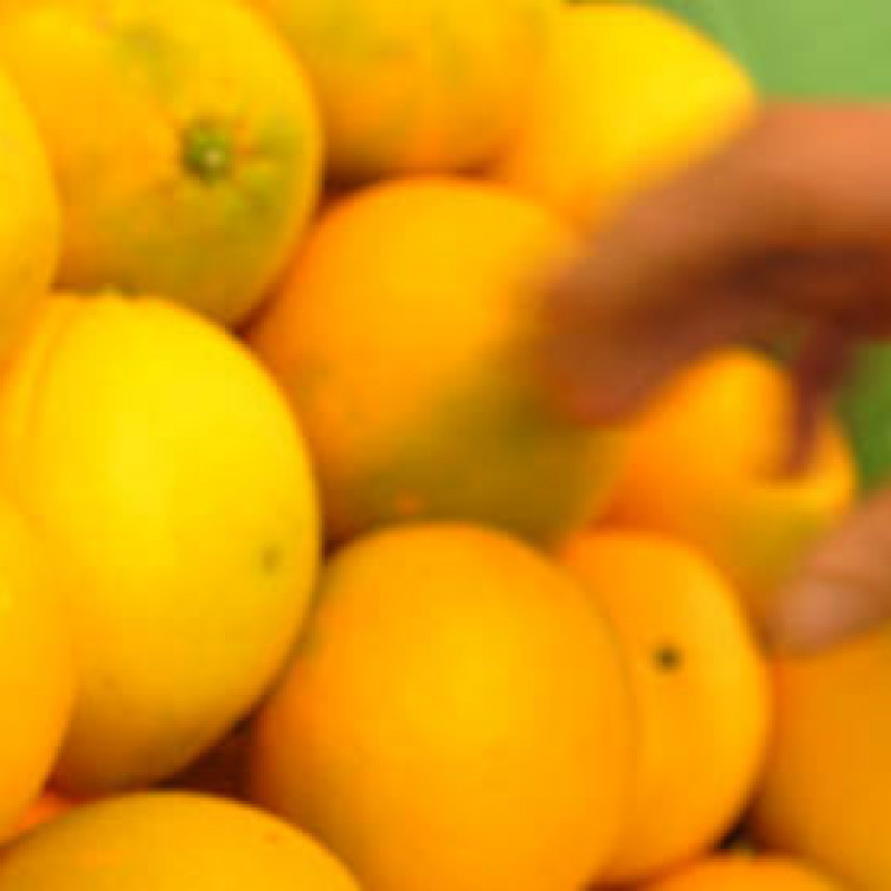 Donate 15 tonnellate di arance siciliane