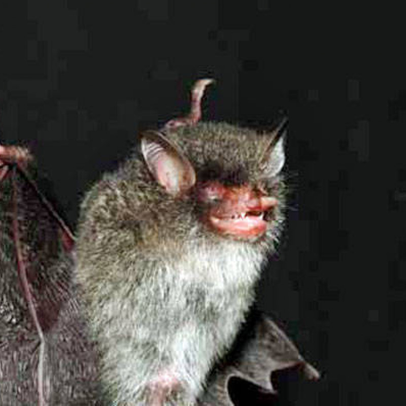 Allarme pipistrelli, morti 15 bimbi