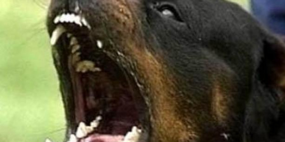 Fratellini aggrediti dal rottweiler della nonna: sono gravi, ma non sarebbero in pericolo di vita. E Fratellini aggrediti dal rottweiler della nonna: sono gravi, ma non sarebbero in pericolo di vita. E