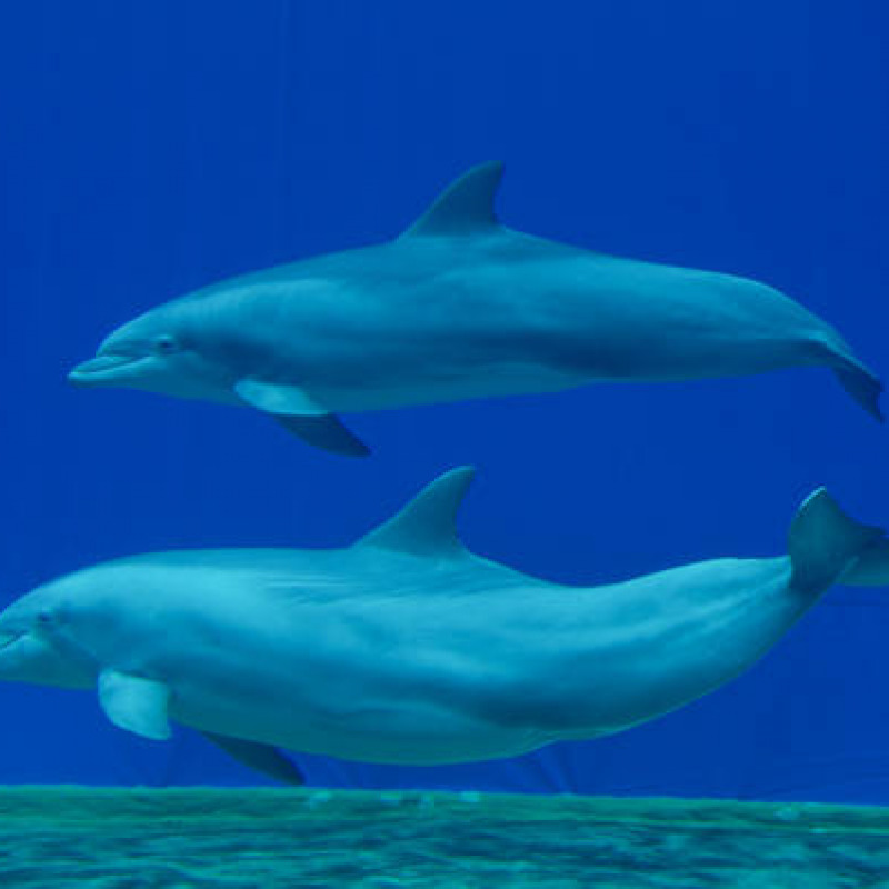 Invasione di delfini, pescatori preoccupati