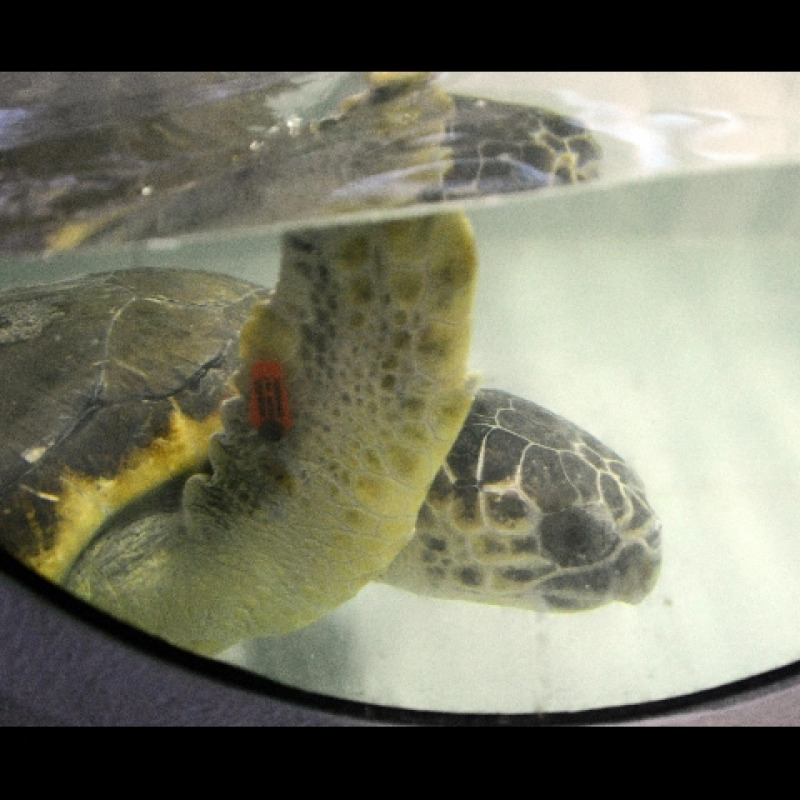 Recuperata tartaruga marina priva di una zampa