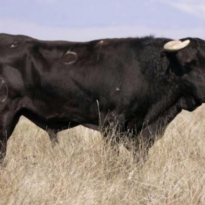 toro