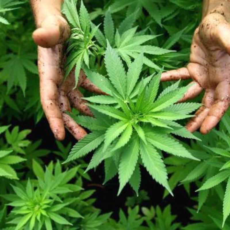 In casa 267 piante di marijuana, due arrestati