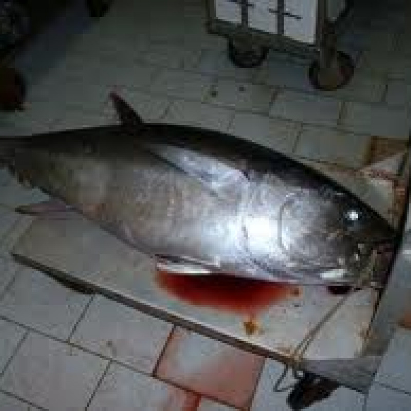Sequestrati 2.200 kg di tonno rosso