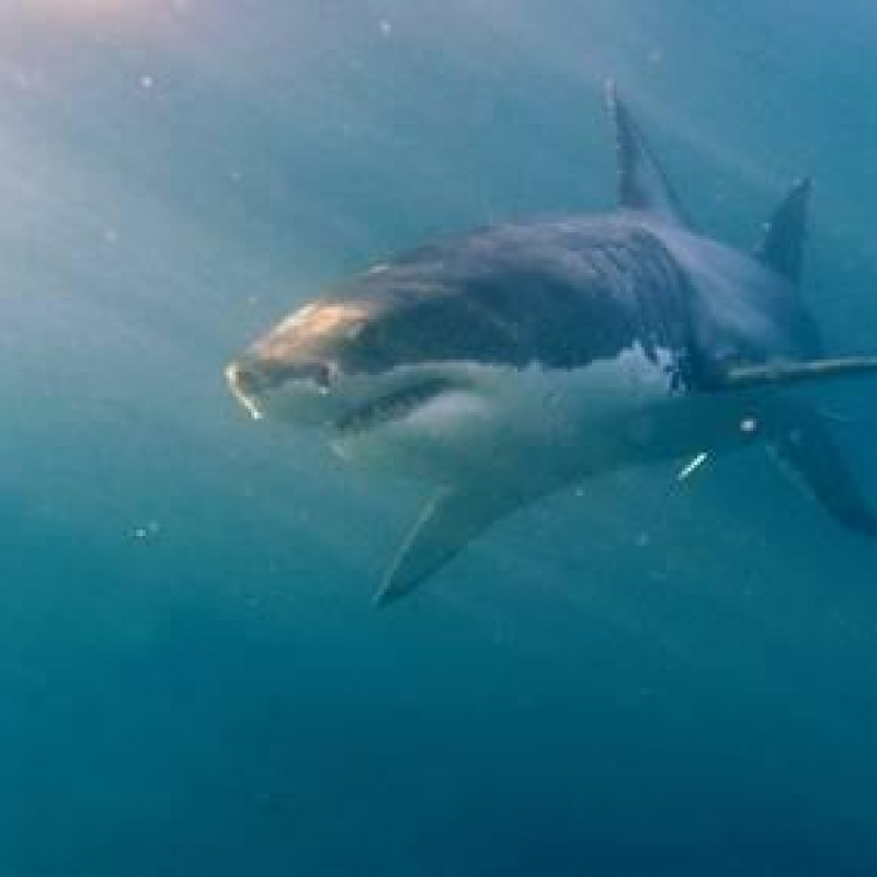 Pericolo, avvistato squalo nello Stretto