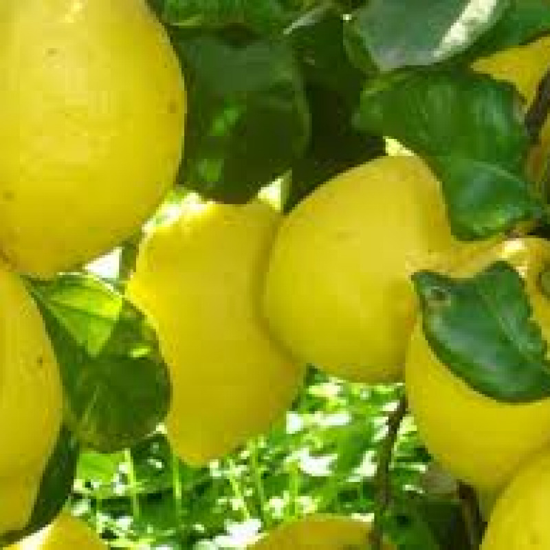 Limoni siciliani in via d'estinzione