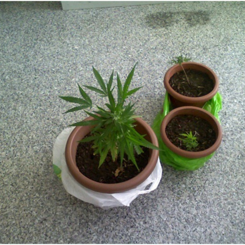 Droga: pianta di canapa come ornamento in salotto, arrestato