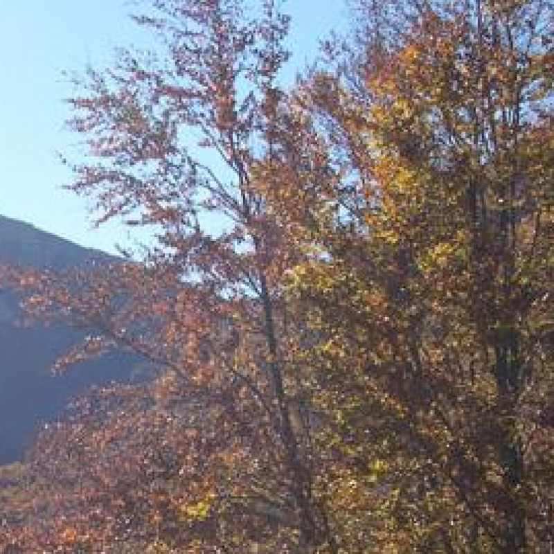 pollino