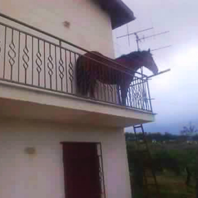 Un cavallo sul balcone... e i social impazziscono