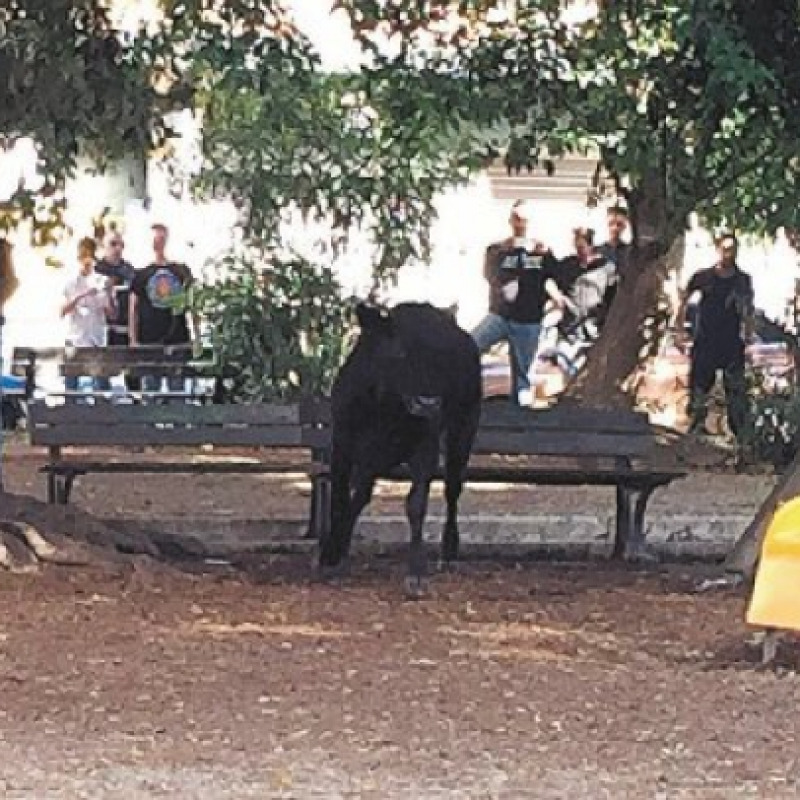 Toro in fuga per le vie del centro, abbattuto con 7 colpi