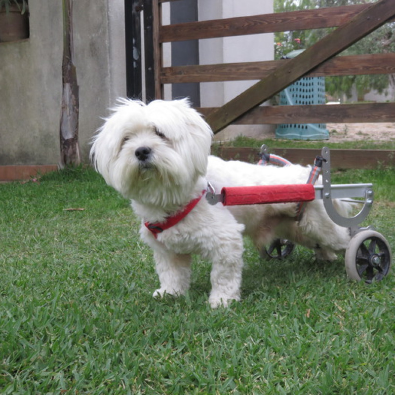 Murphy, il cane che cammina con le ruote