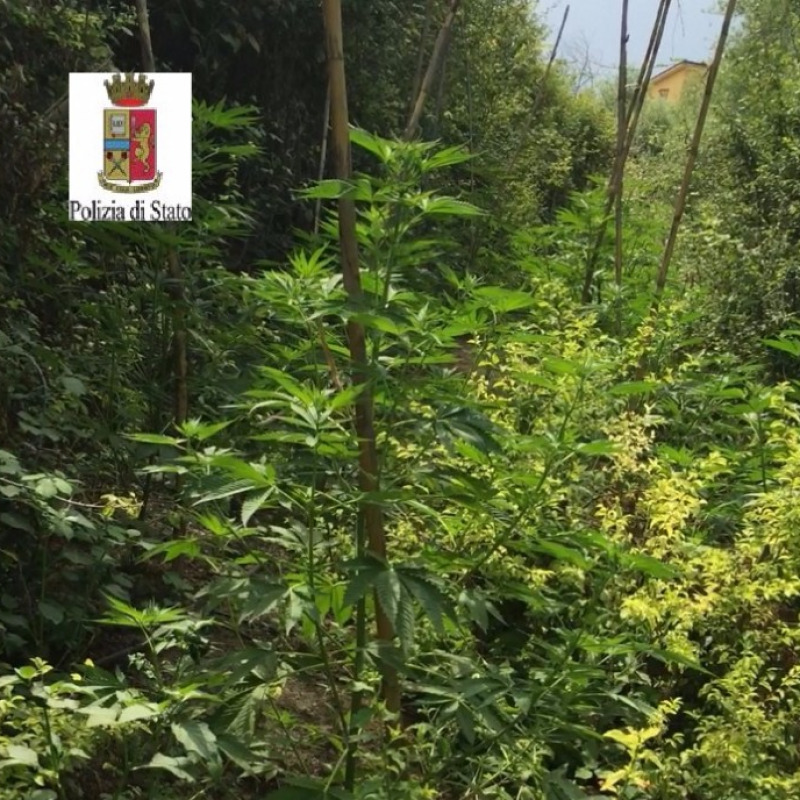 Rigogliosa piantagione di "cannabis indica"