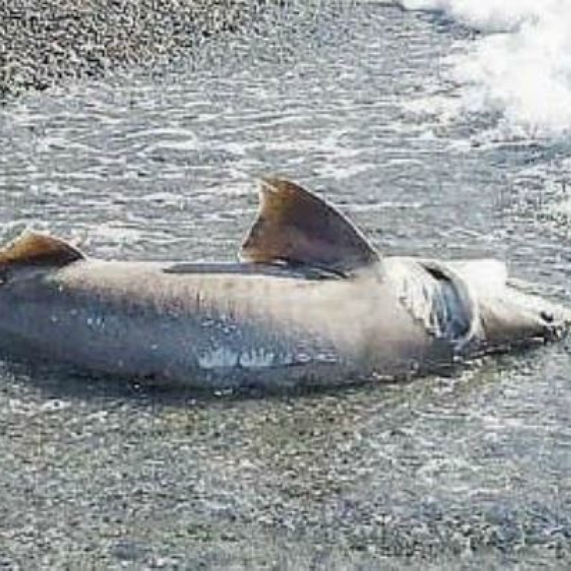 La carcassa di uno squalo sulla spiaggia