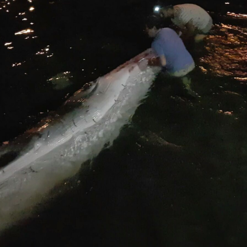I pescatori salvano una balena intrappolata