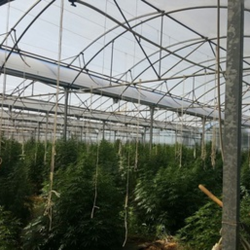 In una serra coltivate 1300 piante di cannabis