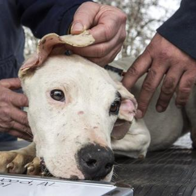 Bimbo sbranato, petizione per salvare i cani
