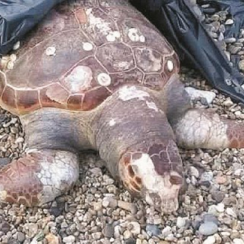 Tartarughe caretta caretta trovate morte sulla spiaggia
