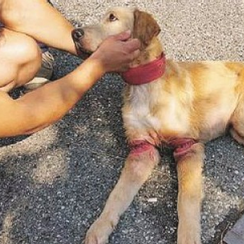 Cane sottoposto a sevizie salvato da vigili e volontari
