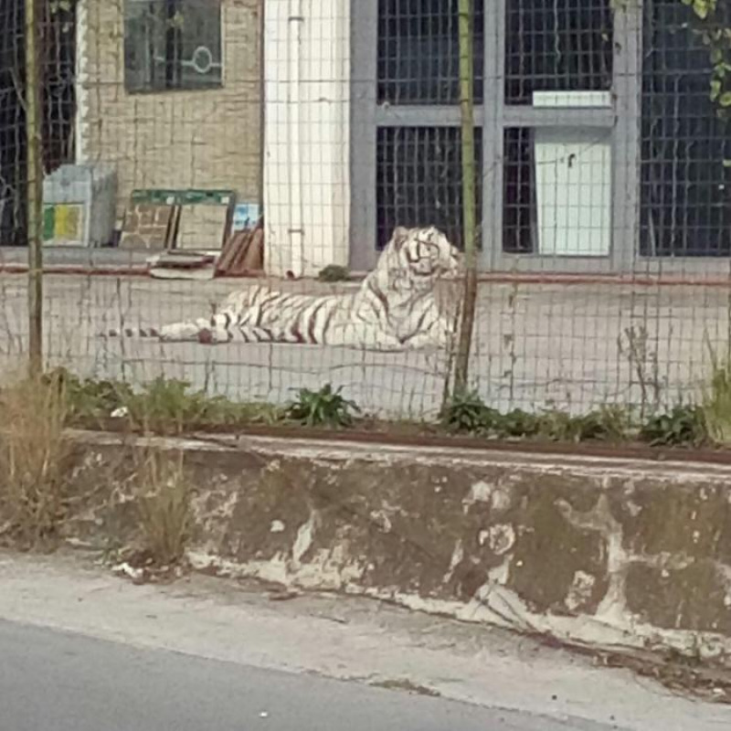 Tigre scappa da circo nel Palermitano