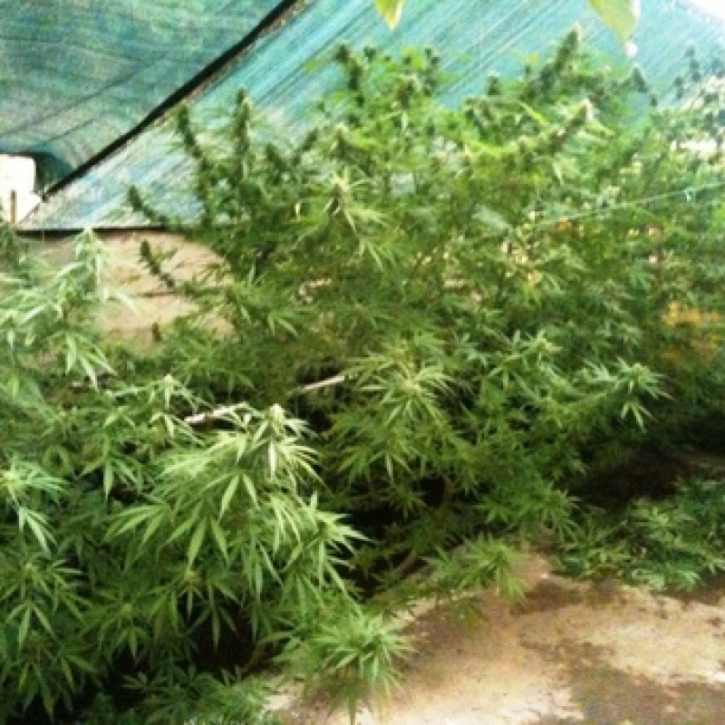 Latitante coltiva marijuana
