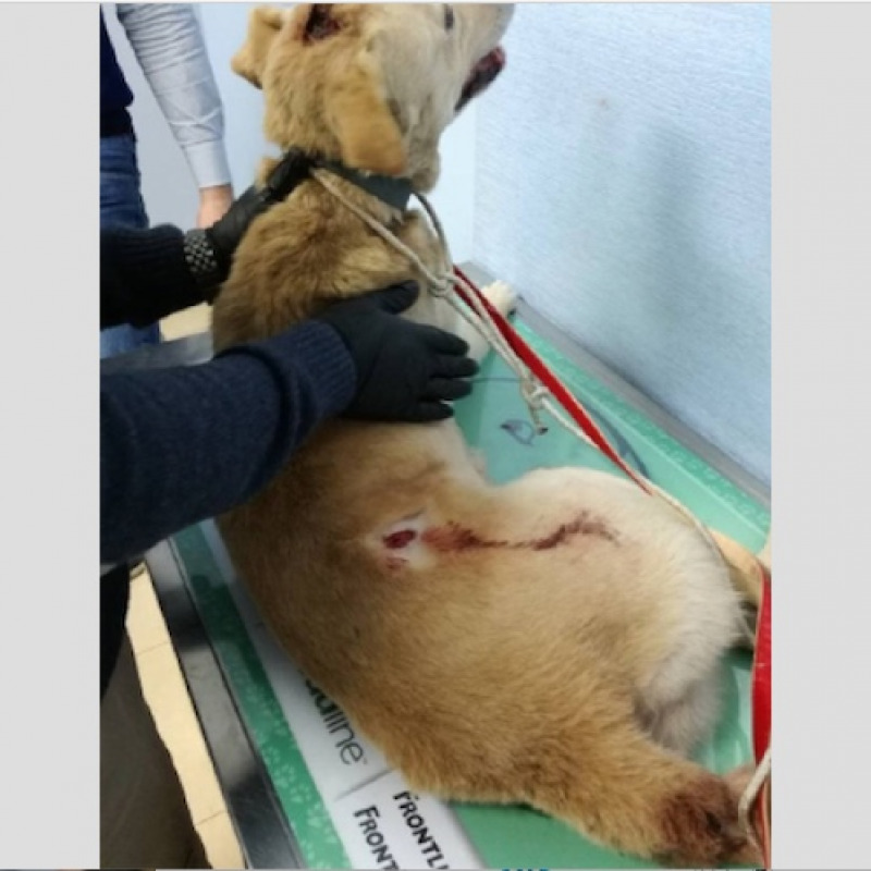 Cane ferito a colpi d’arma da fuoco in strada