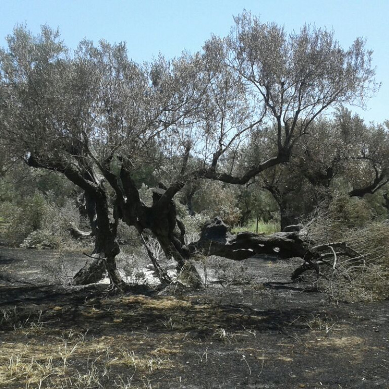 Incendio distrugge 148 piante di ulivo