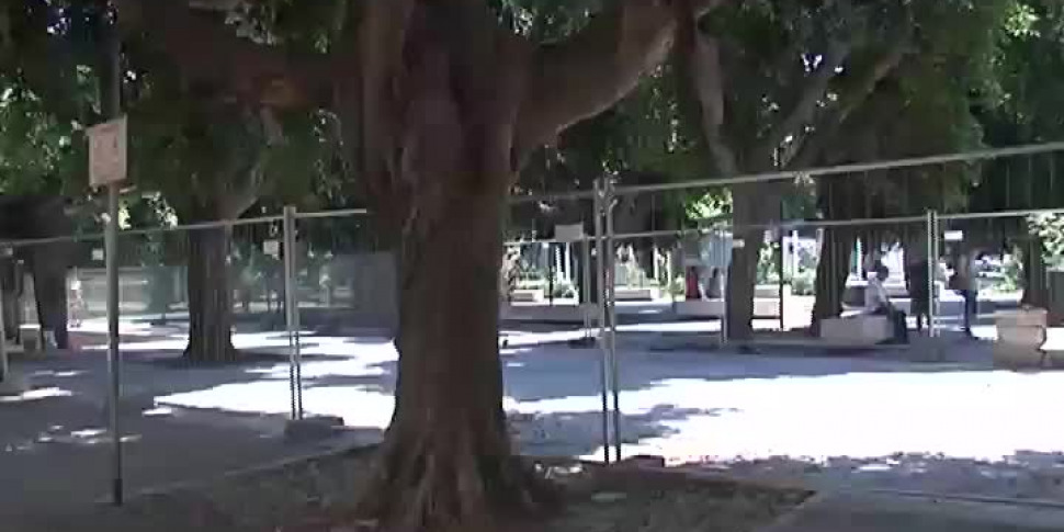 Messina, i ficus di piazza Cairoli non stanno bene: saranno potati