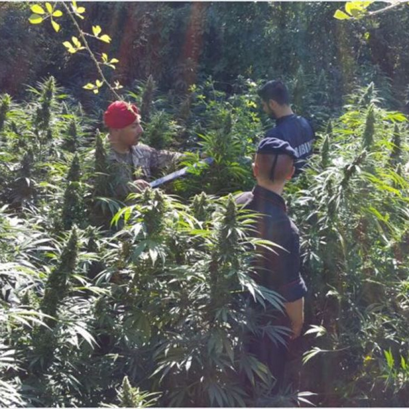 Scoperta un'altra piantagione di marijuana