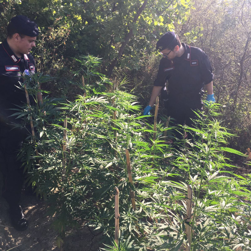 Ventitrenne arrestato per coltivazione di marijuana