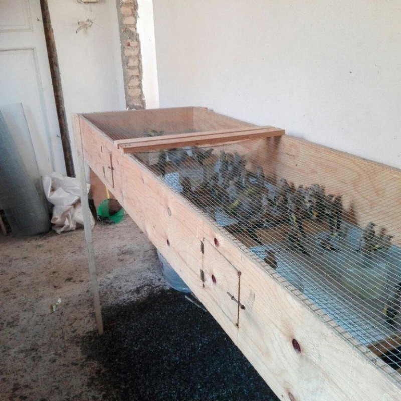 Operazione antibracconaggio, sequestrati 570 uccelli protetti