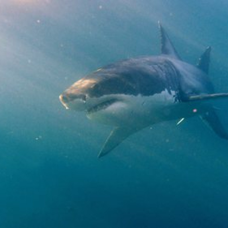 Australia: surfista caccia a pugni e calci uno squalo