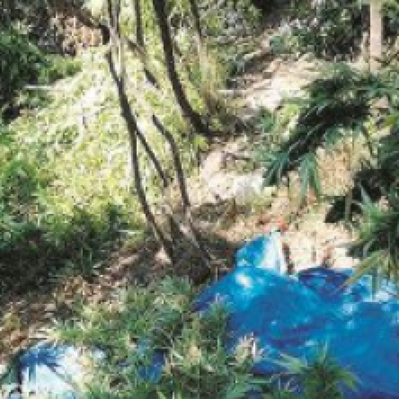 Agricoltura nella Locride: cannabis