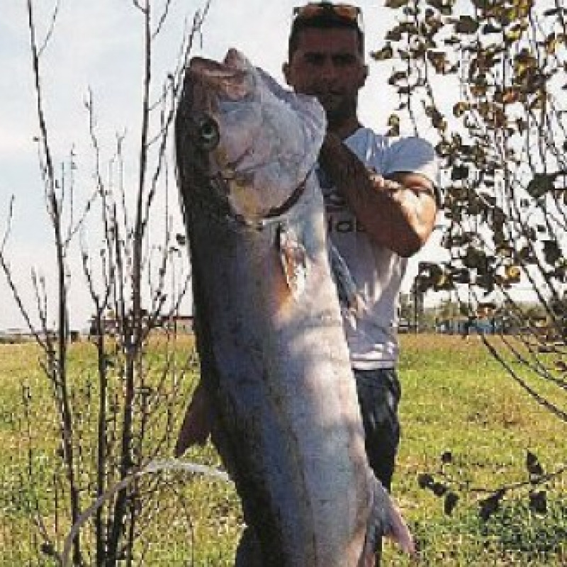 Pescata ricciola di 42 chili