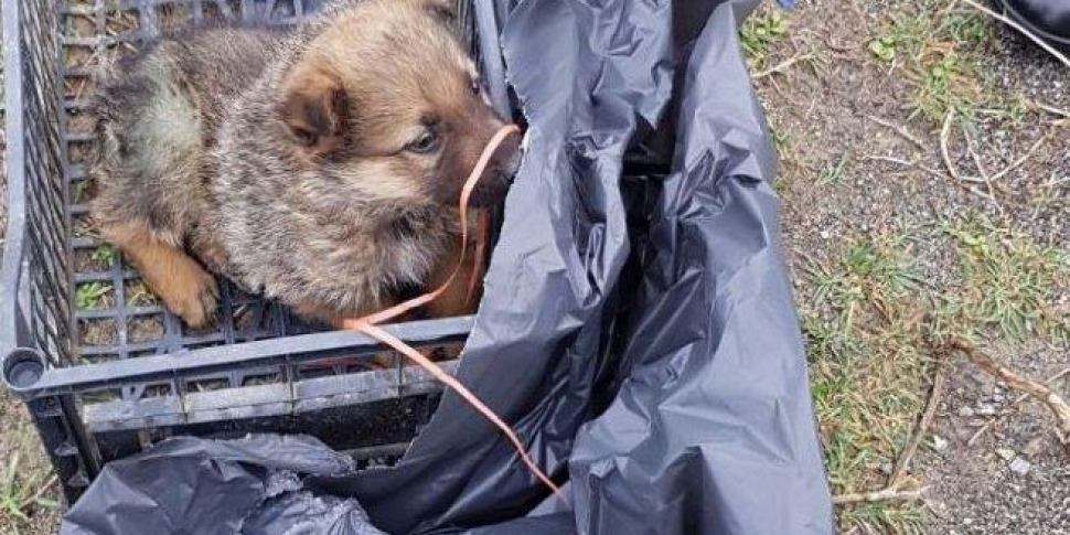 Getta due cuccioli di cane in un torrente: un uomo si tuffa e ne salva uno