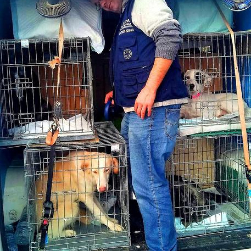 Gatto e 20 cani in furgone, 8 denunciati