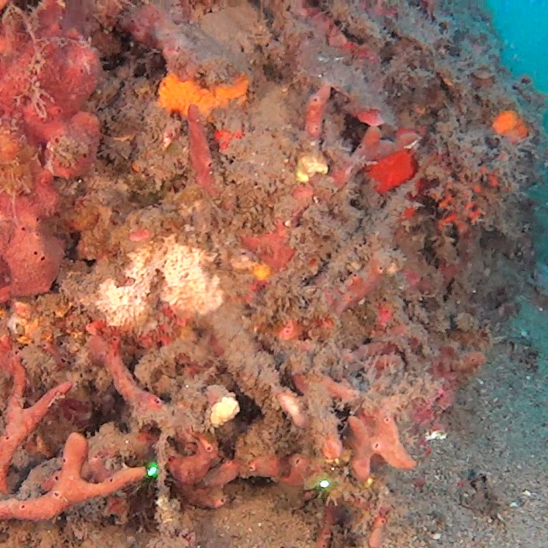 Colonie corallo arborescente trovate nella baia di Nicotera