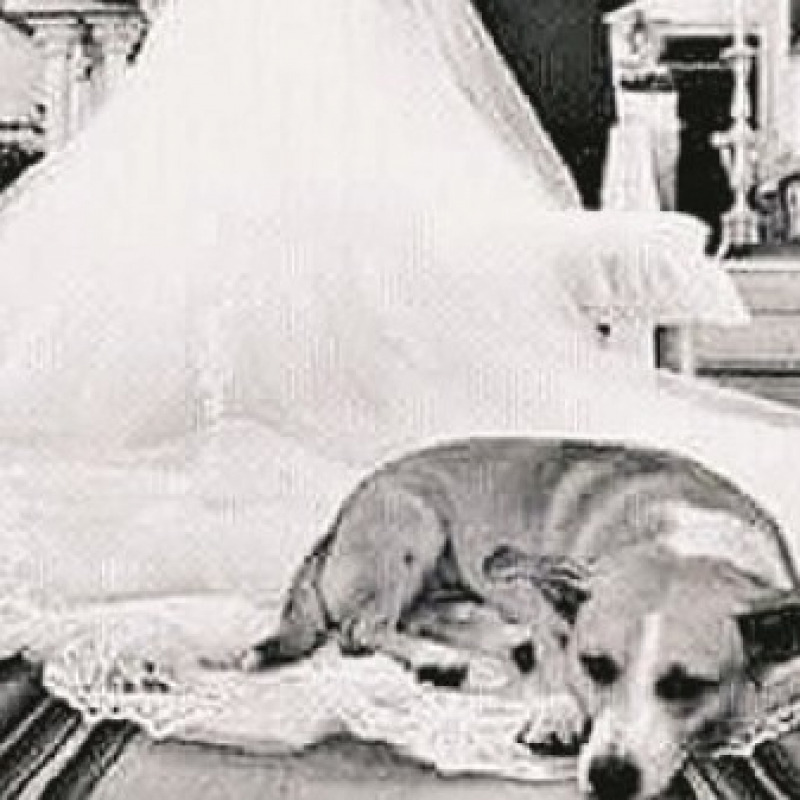 "Polpetta", il cane che ama le spose e le processioni
