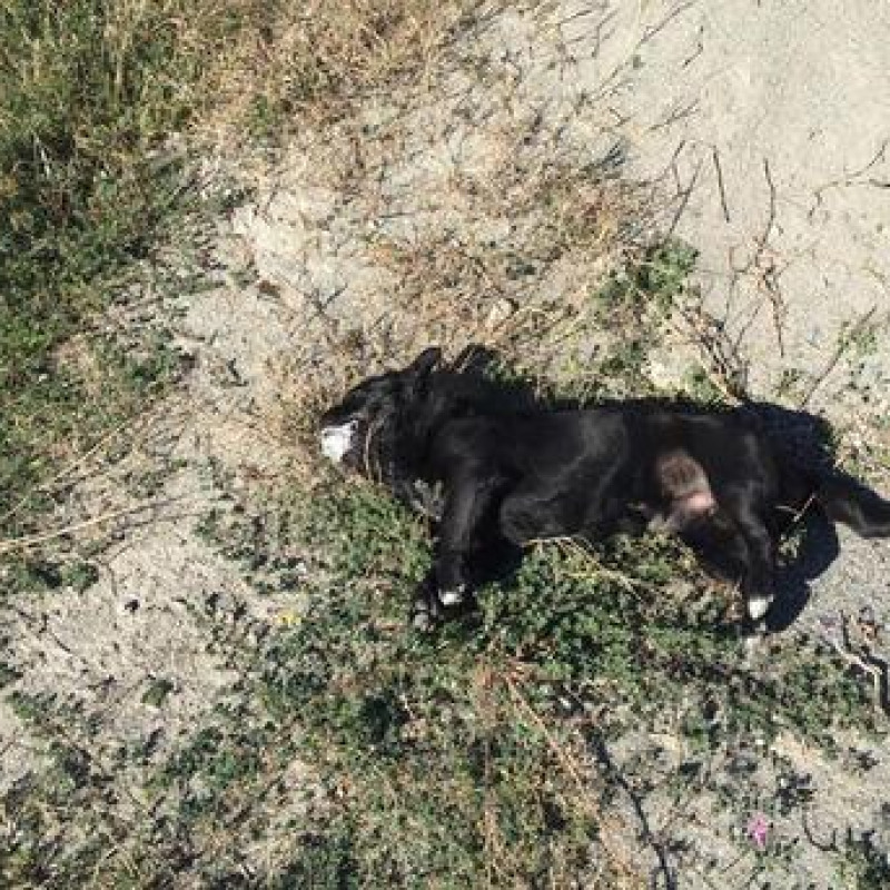 Strage di cani a Sciacca: trovate 30 carcasse