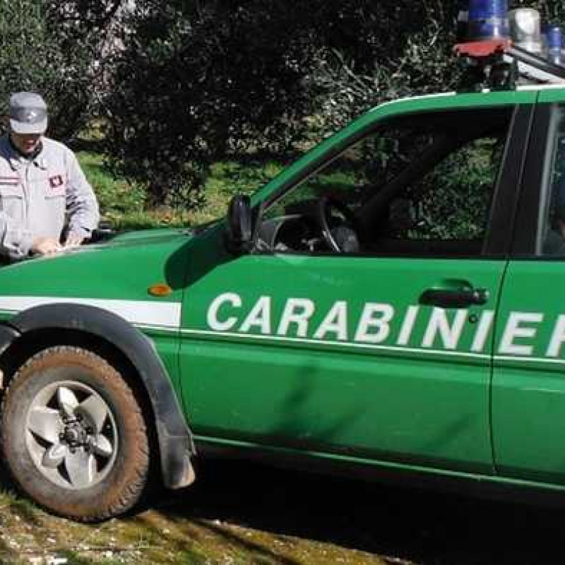 Realizza pista abusiva per accedere ad uliveto, denunciato