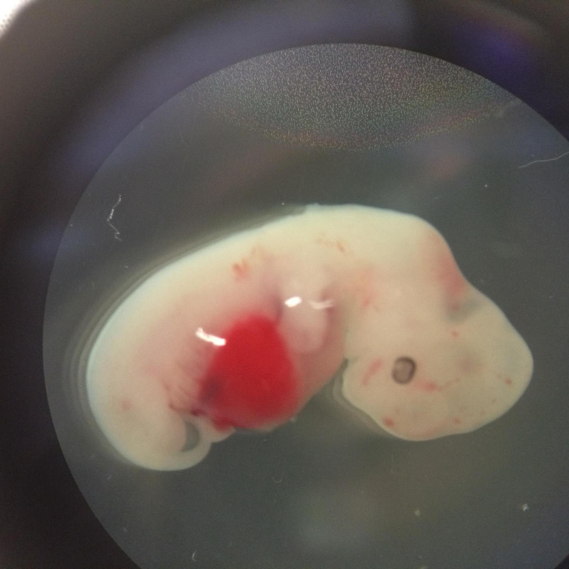 Creato in Usa embrione ibrido pecora-uomo